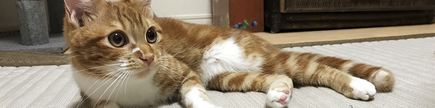 プライバシーポリシー